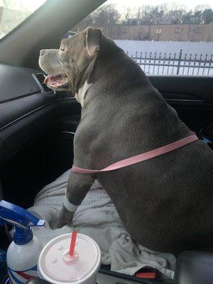 Molly on her way home from surgery! Alert and well!