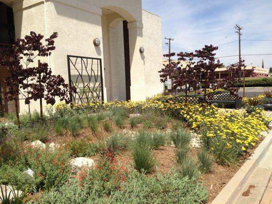 Drought tolerant landscaping at main District office.