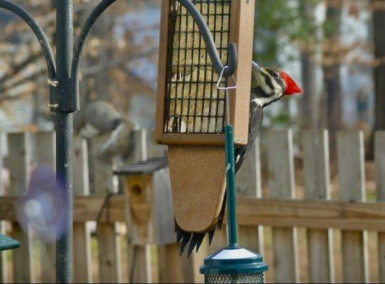 Suet Feeder