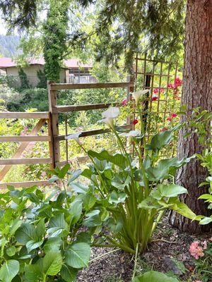 These calla lilies were almost as tall as me! They overlook a babbling brook.