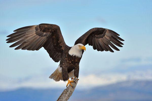 Let Law Office of Don Murray, PLLC be the guardian of your freedom.