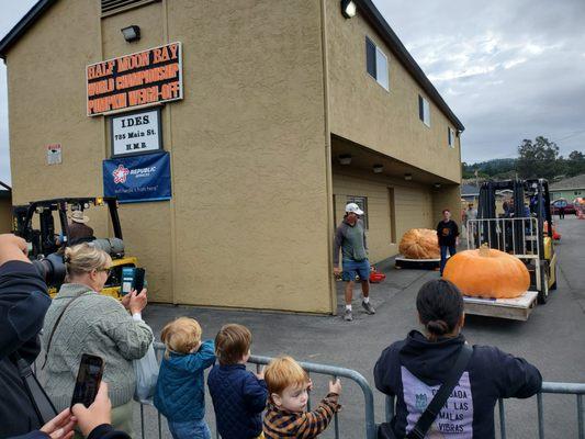 Giant pumpkins being transported to/from stage