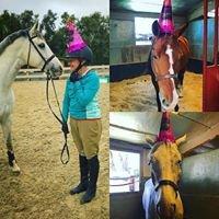 Birthday fun for some of our favorite equines!