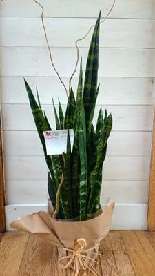 sansevieria