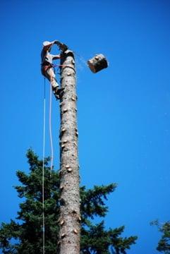 Kiwi Tree Service