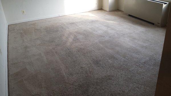 Carpet Cleaning Arlington