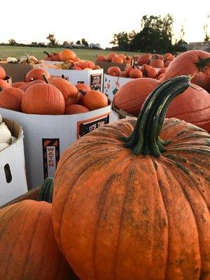 Froehlich's Farm & Garden Center