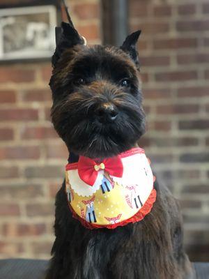 Miniature schnauzer (puppy cut)