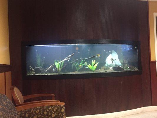 Great fish tank in waiting room