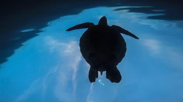 Scuba Diving San Diego