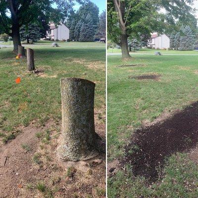 Stumps in East Greenbush NY