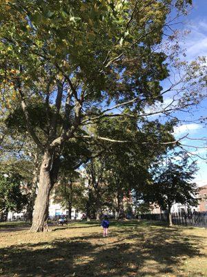 Irving Square Park