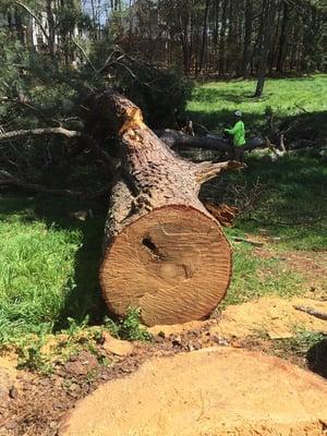 Took down huge tree!  Very safe