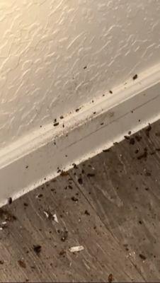 3 months new into the apt  had to kill cockroaches in different spots