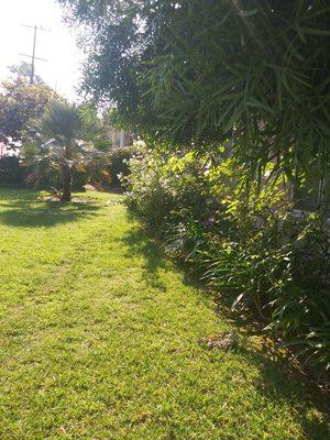 Front Lawn (08/18/20). #DavilaLandscaping #BellGarden #Gardening #Landscaping