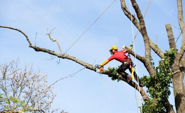 Gainesville Tree Experts