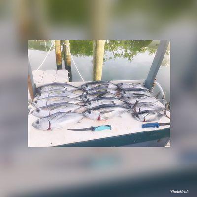 Coastal Outfitters Sport Fishing Charters