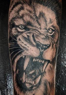 Black and grey lion