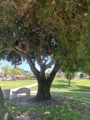 Friend climbing beautiful tree.