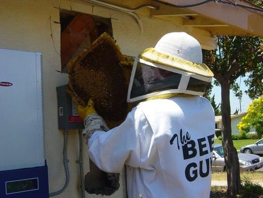 The Bee Guys at work