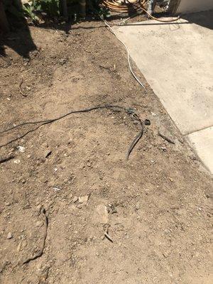 Loose wire in the dirt....glad my dog didn't get electrocuted.