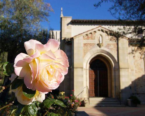 Beautiful roses adorn the front of our Church welcoming parishioners and passers by.