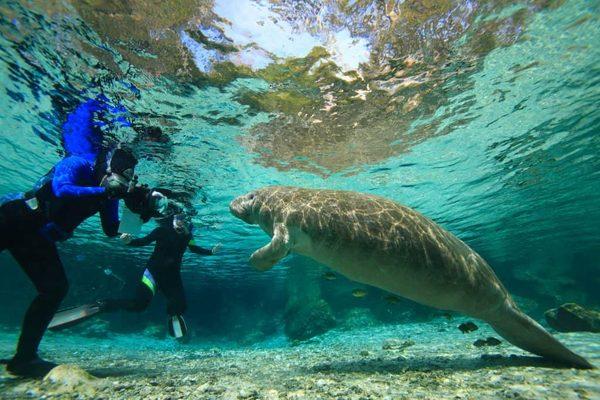 Manatee Swimming, Chasing Dolphins,  Paddle Boarding, Fishing Trips.