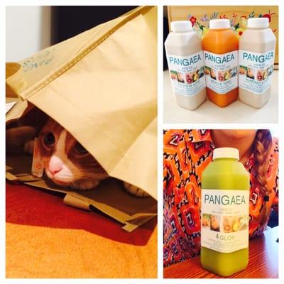 Charmaine E. Juice Review - some of the juices I have tried and my kitten using the Pangaea Juice Bag as a fort.