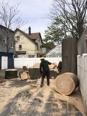 After Tree Removal our crew always cleans your property so you don't have to.