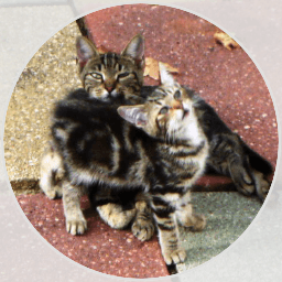 Mama with her kitten in 2011 who became our indoor cat and passed away just weeks before his mom.