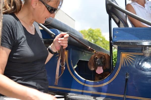 Georgia K9 NTC Dog Training