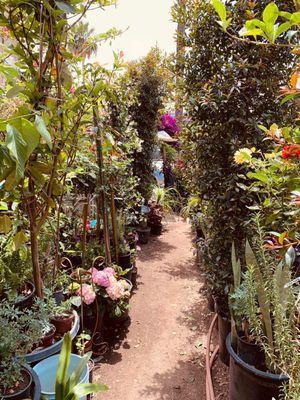 El Charro Plant Nursery open Saturday and Sunday from 6 AM.