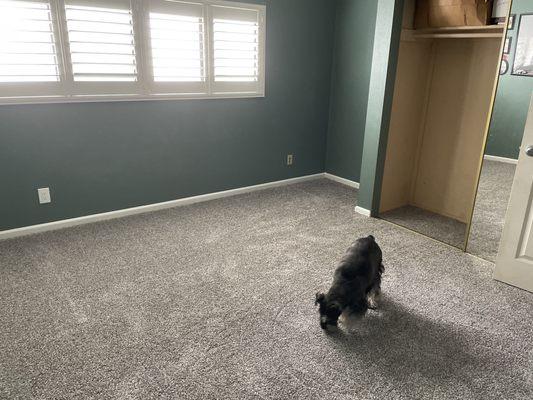 Even the dog loved the new carpeting