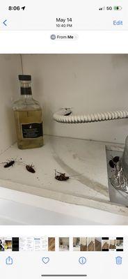 The roaches on top of my stove top cabinet