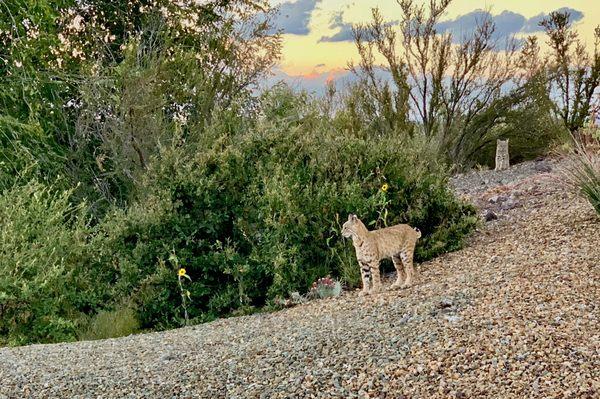 Bobcat with cub