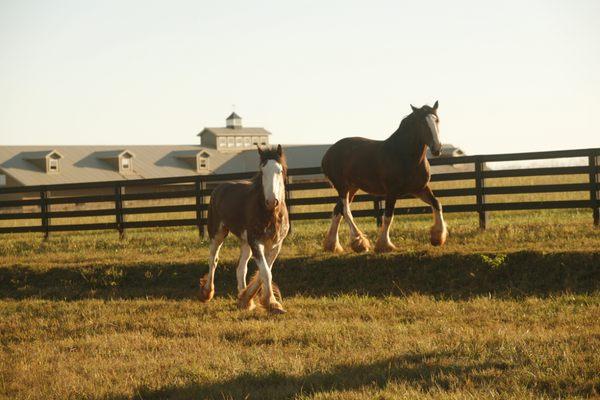 Classic City Clydesdale Farm - provides tours