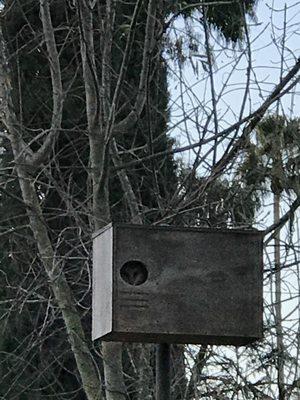 Barn Owl Nesting Box Occupied in Laguna Niguel.