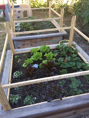 Garden bed fencing he built to keep cats out