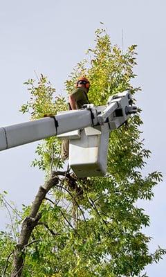 tree trimming in atlanta