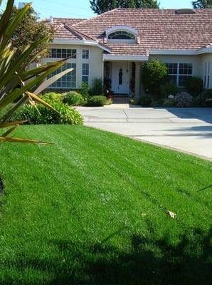 Plush green lawn with a slower steady food supply