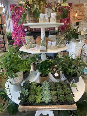 Succulents, air plants and crystal air plant/succulent vases