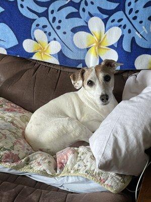 Snoopy is our 11 yr old JRT. He's been under LCAH since he was 6months old. I'm always happy with their concern,care,love & professionalism