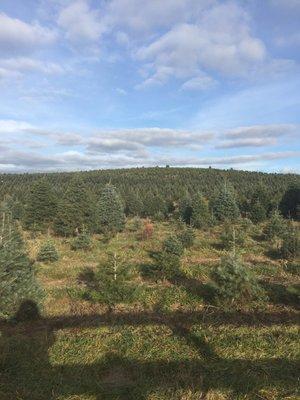 Beck Yule Tree Farms Office