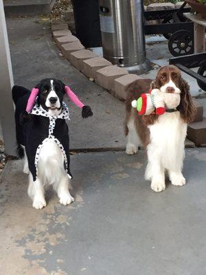 My English Springers Lotta and Laney adore Dr Cheryl.