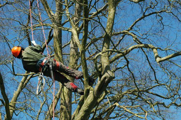 Mike Timbers Tree Removal Service