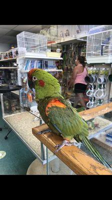 A female parent who started ripping out her feathers.