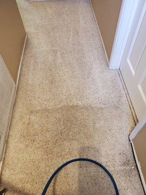 Get your Carpet Clean Today 
Call 661 645 5524 For Free Estimate