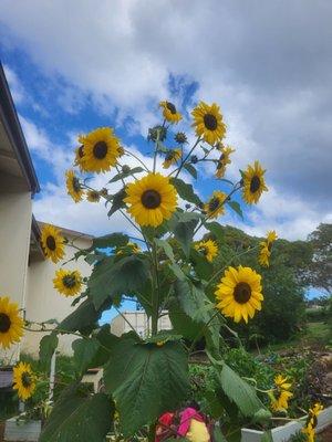 Beautiful sunflowers in the garden