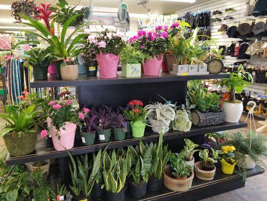 Houseplants at The Mill