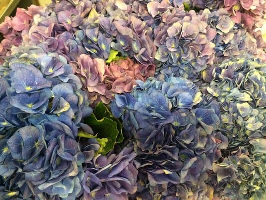 Amazing Hydrangeas!!